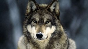 Petition to protect endangered species